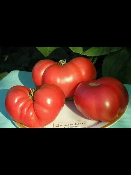 ����� ����������� �����: ������������� ������-��������� ���� � ���������� ����������