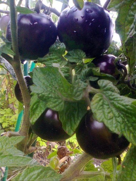 ����� ���� ���: ������������ � ������� ����� ��� ������� � �������