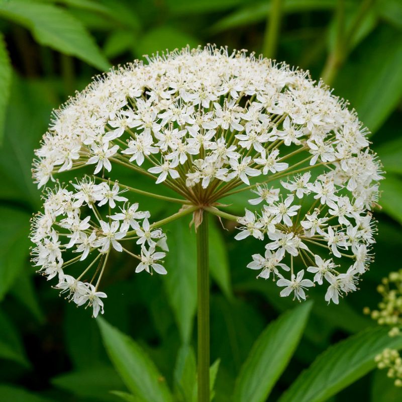 Дудник лекарственный: спокойный взгляд на выращивание как полезный садовый ритуал