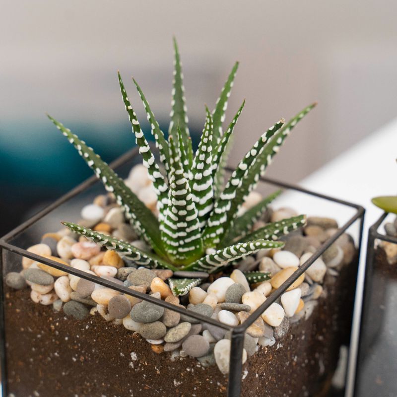 Эффектные и стойкие: идеальные комнатные растения для современных мужчин