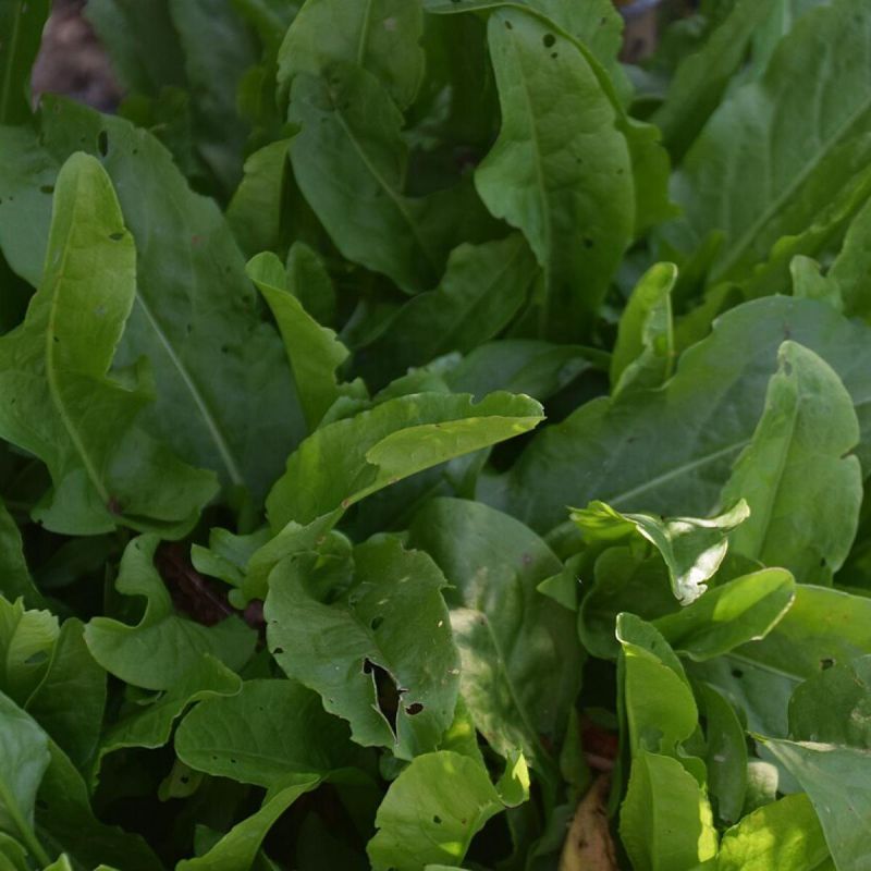 Щавель на вашем столе: как вырастить зелень раньше всех