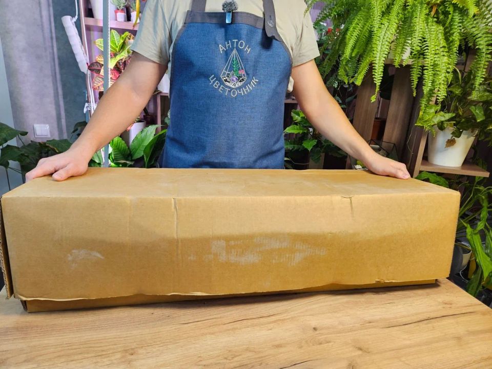 Секреты восстановления: как спасти 8 новых растений за тысячу