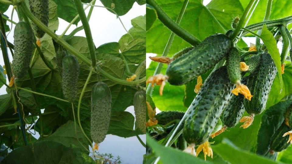 Секреты успешного выращивания пучковых огурцов: как удвоить урожай