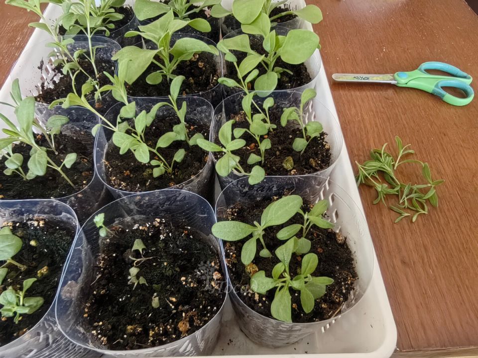 Лаванда: эксперименты и советы для садоводов