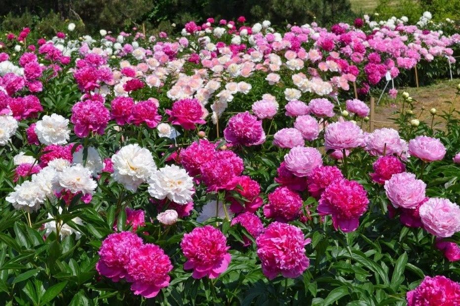 Ухаживая за пионами после цветения, можно получить шикарные букеты