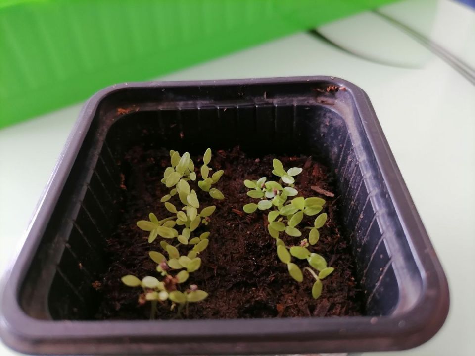 Как справиться с излишком рассады: советы и хитрости