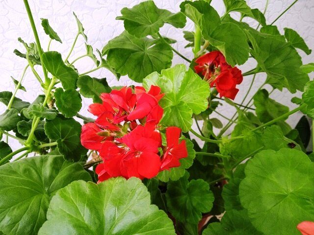 Когда начинать весеннюю обрезку пеларгонии для пышного куста к лету