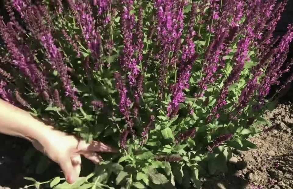 ����������� ����������� ������: ������� ������� ����� ��� ����� ��������