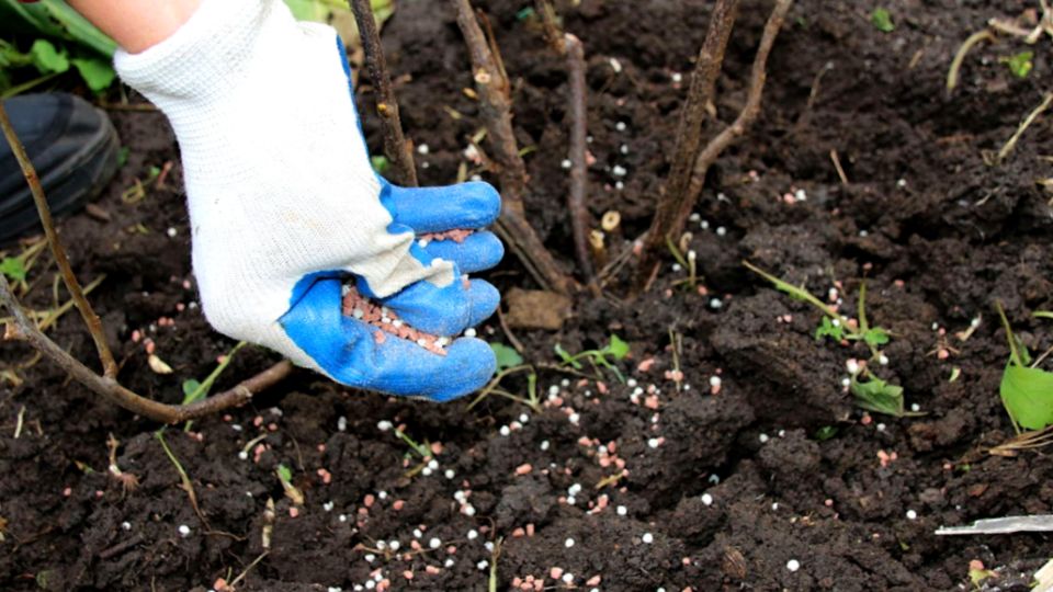 ��� �������� ���������: ������� �������� ��������� �� ��������