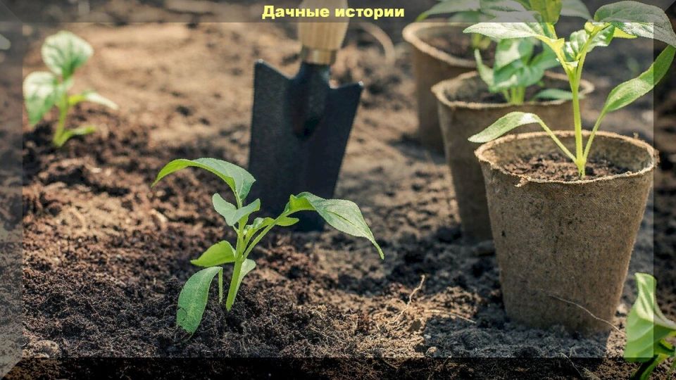 ��� ���������� ������� ������������� �������: ������� ��������� �����������