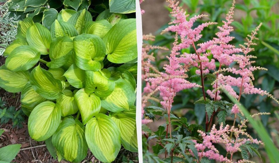 ���� �� �������: ��� �������� ���������� ������� ������ ������� � �������