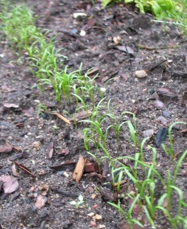 ����� � ����� ������ ����� ������ ��� ����?