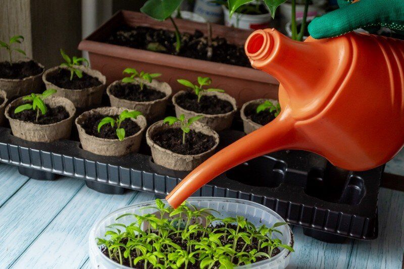 ��� �������� ������ �� ����? ����������� ��������� ����� ���� ���