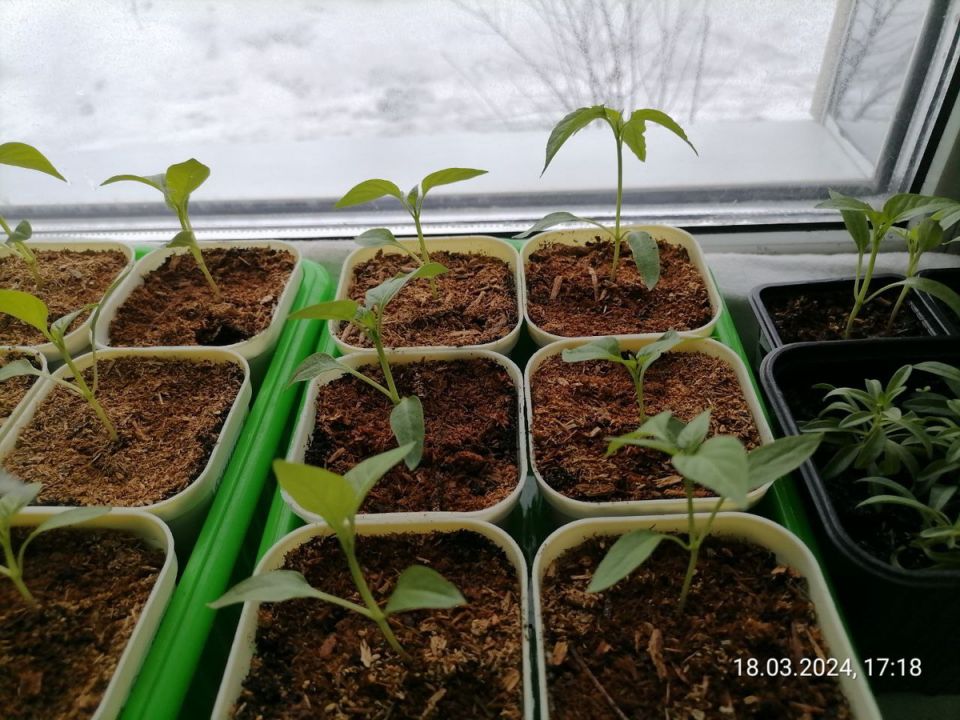 ��� ������ ������������ ������� � ��������� ������