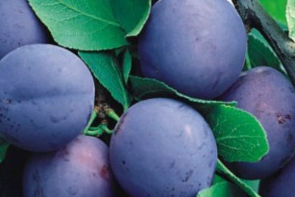 ����� ��������: ������ ������� ������� � �����