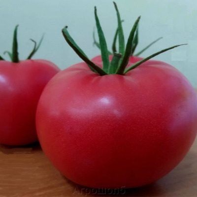 ����� ���� ����: ��������� ����� ��� ������� ����� � �������