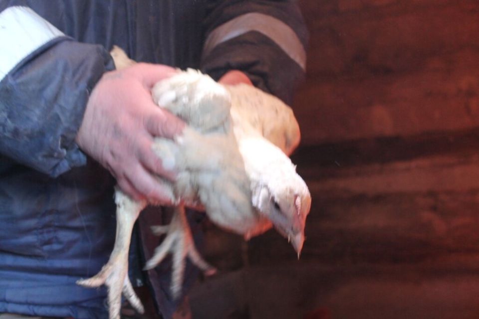 ������������ � �������� ���: ��� ������������� � ������