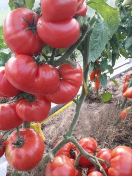 ����� ��������: ��������� ������� ��� ��������� ������� ������