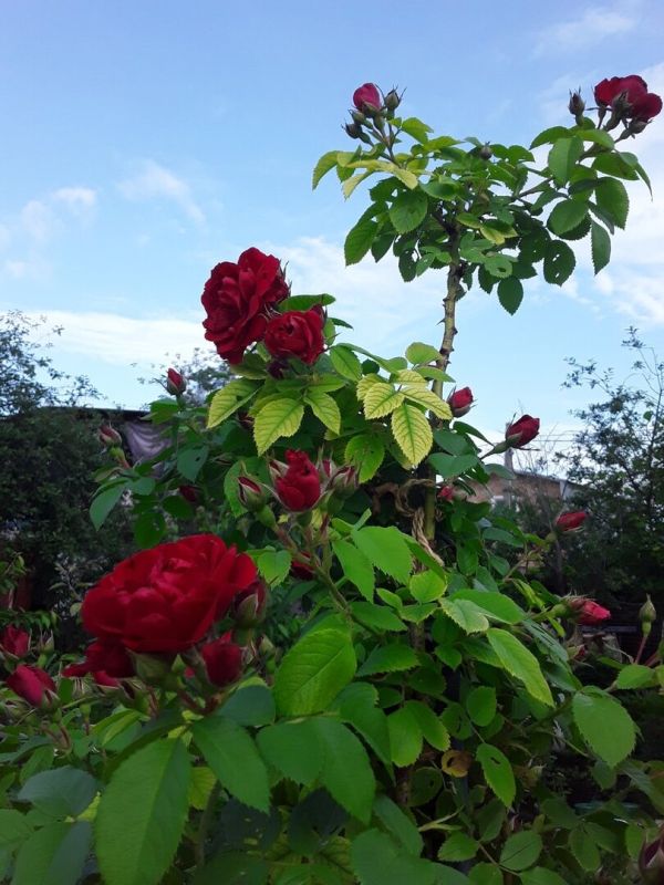 Загадки хлороза: как ржавые гвозди могут спасти ваш сад