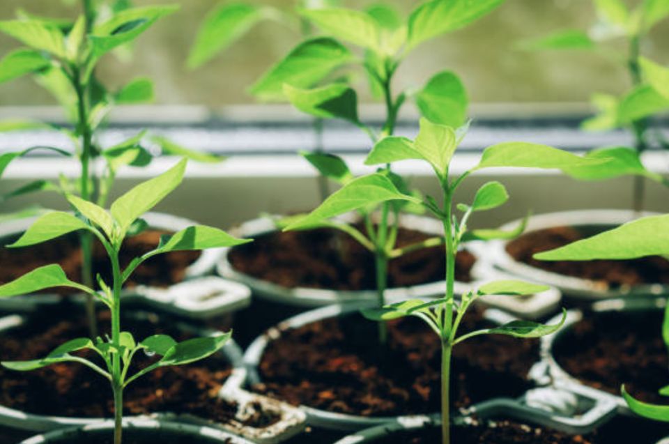 ��� �������� �������� �������� ������� ����� ���������� �������