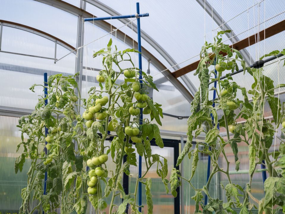 ��� ���������� � ��������� ���������� � �������: ����������� �������