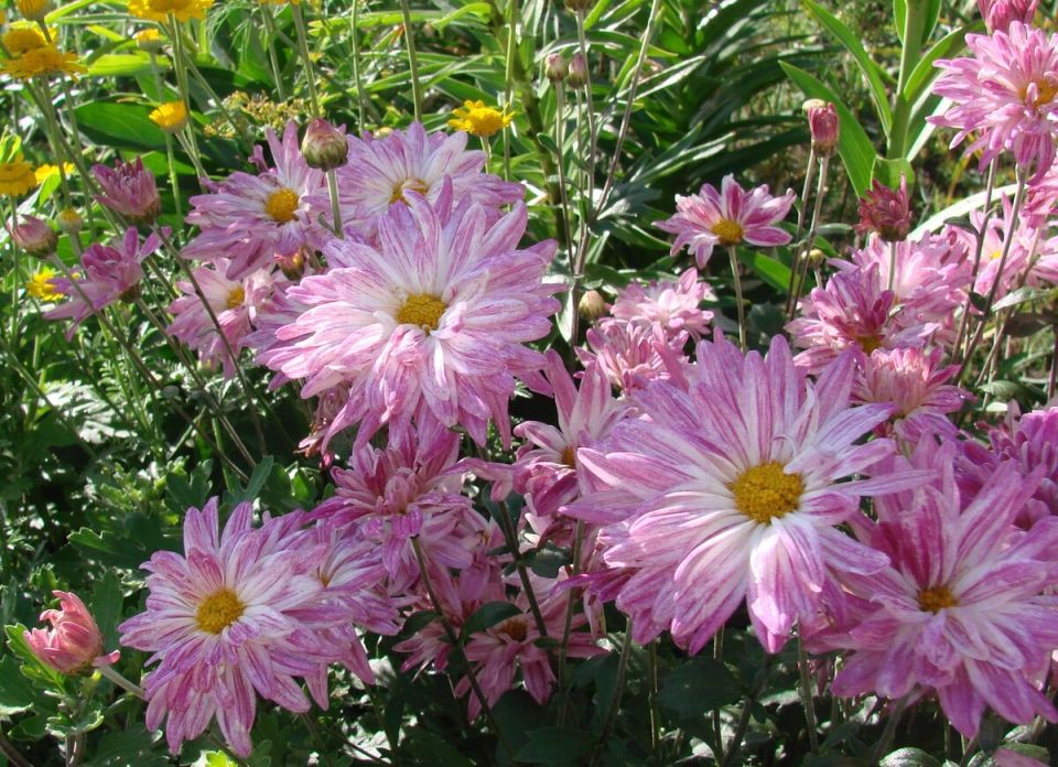 ��� ��������� ���������� ����� ����������� ��� ������� ���?