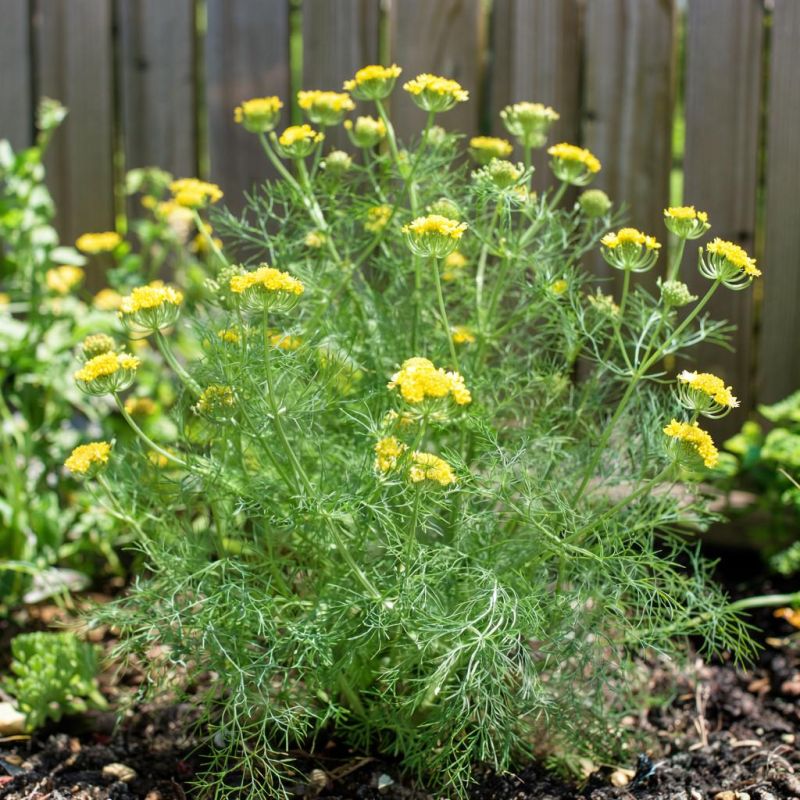 ������� ����� ������: ��� ������� ���������� ������� �� ���� ������