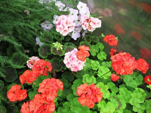 ��� ��������� ���������� �����: ������� ����� �� �������� �������