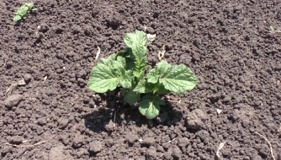 ��� ��������� ������� �����: ������ ��� ��������