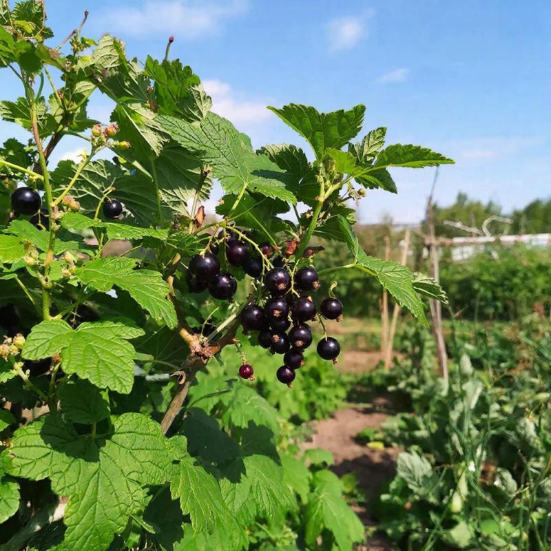 ������� ������ ��� ���������: ��� �������� ������ ������