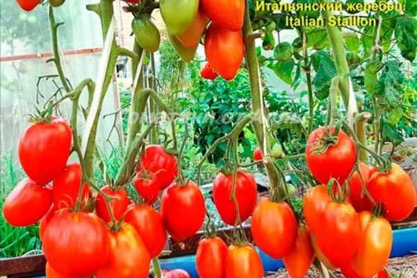 ��� ��������� ������ ����������� �������: ������� � ������