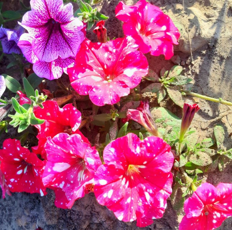 �������: ������������� ������� ����������� ������