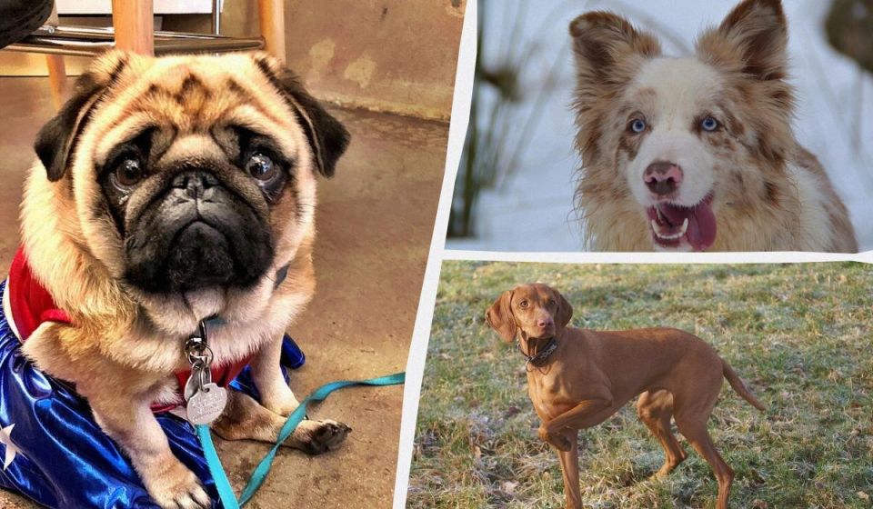 ������� �����������: ����� ������ ������� ������ ��������