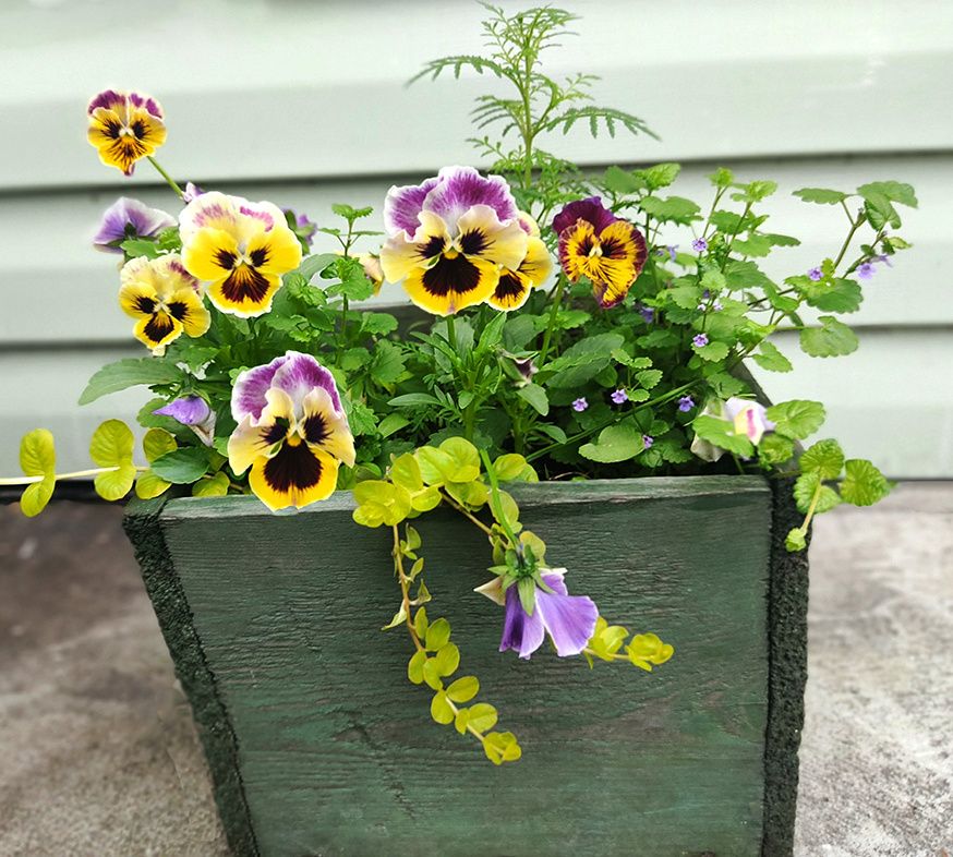 Февральские посевы: что и когда сажать в саду