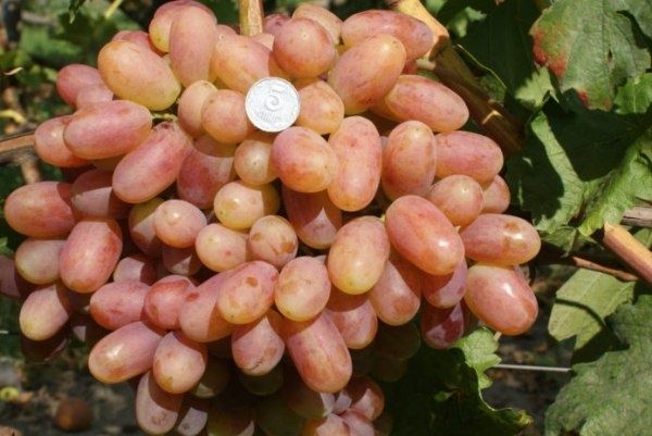 �������� ������������: �������������� ���� ��� ������ ����