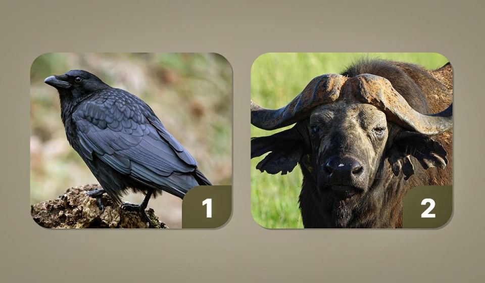 Любимые животные мстительных людей: что выбирает ваша душа?