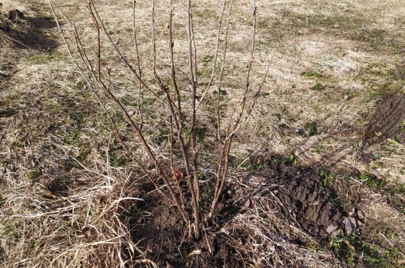 Садоводство и огородничество: отвечает на популярные вопросы