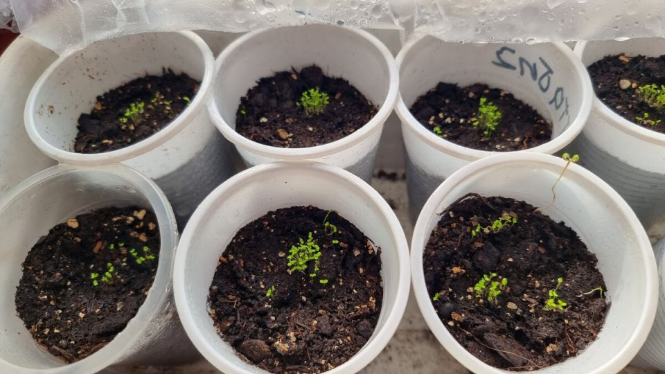 Тонкости выращивания рассады лобелии: что важно знать