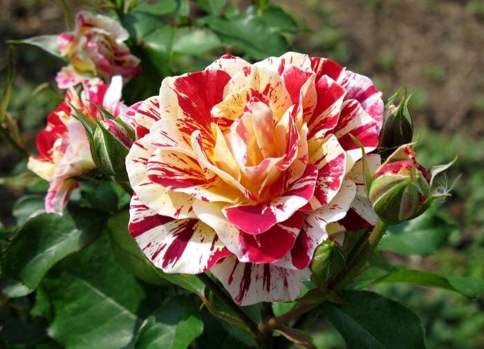 Садовые красавицы: Топ-10 роз для вашего участка