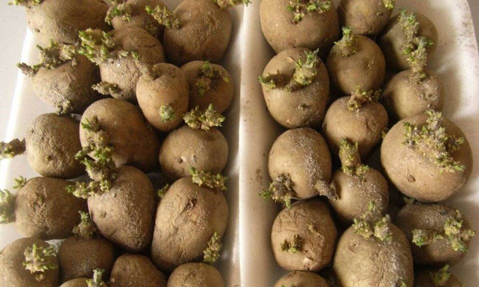 ��� ��������� ����������� ��������� � �������: ������������ ��������