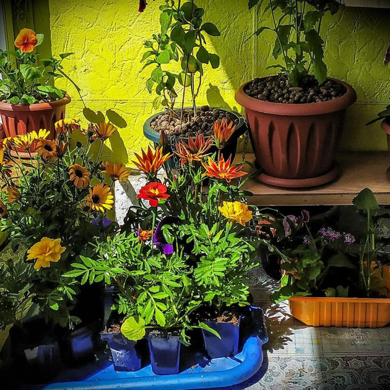 Растения, которые сделают ваш сон крепче