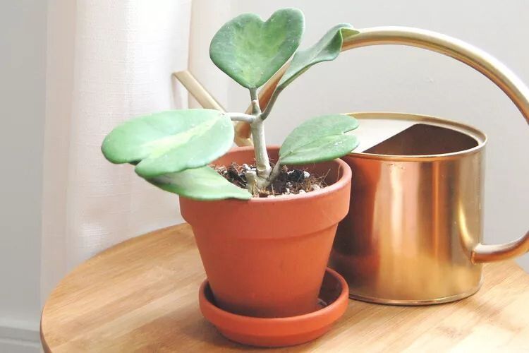 ���� �����: ��������� ������� �� ���� ���� ����������